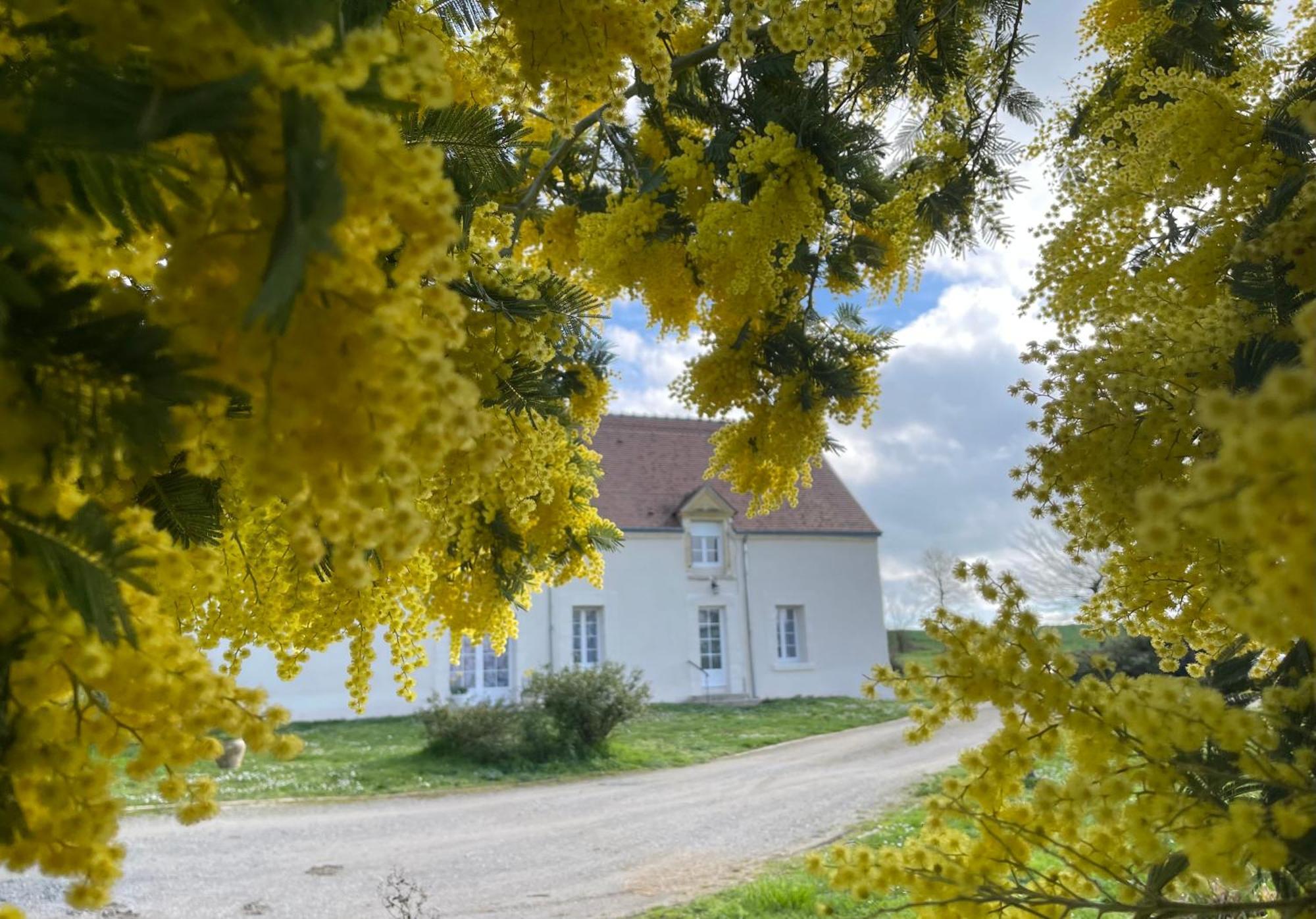 Les Mimosas Villa Gracay Exteriör bild